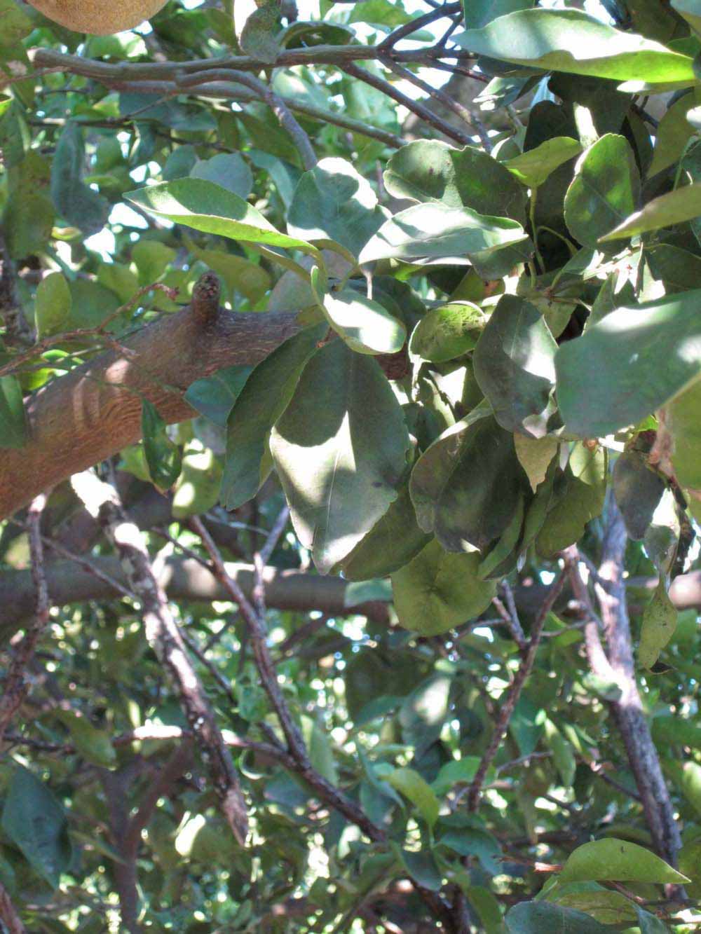              Shade leaves (Winter Haven, FL)       